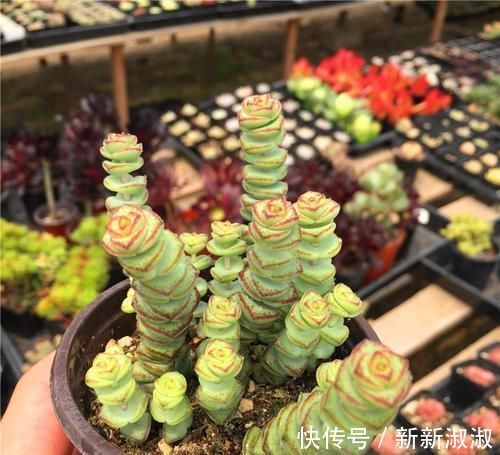 5种长相奇怪的多肉,种在小盆里,好看又皮实,可养很多年!