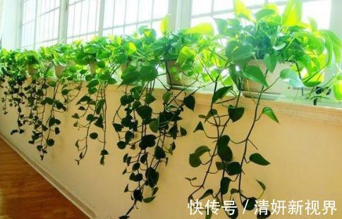 窗帘|天冷后,吊兰、绿萝埋3种免费东西,再冷也能长成绿窗帘