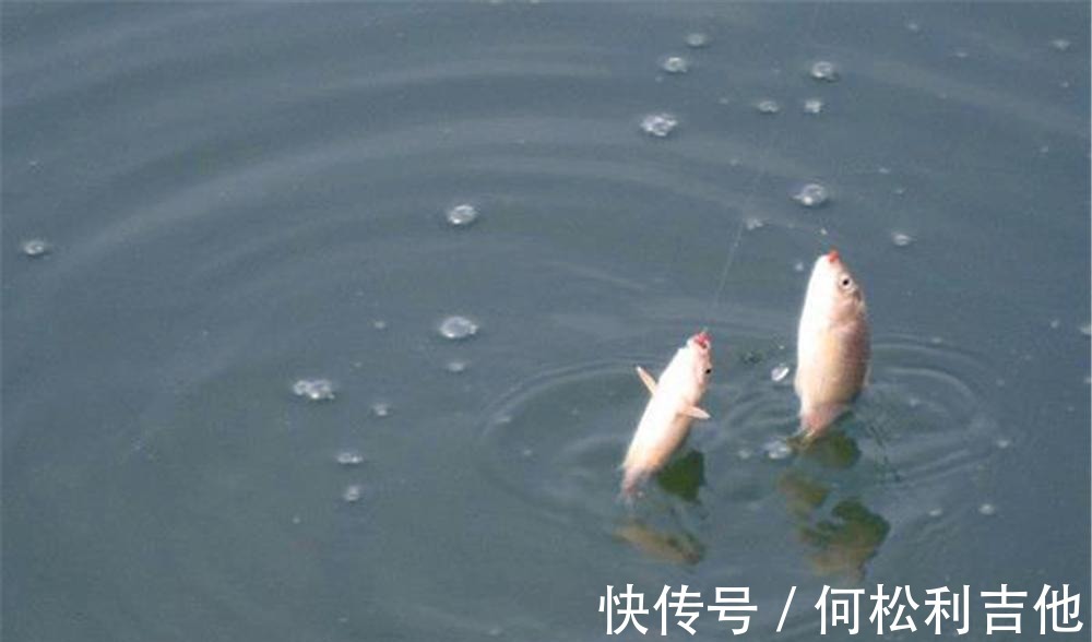 冬季钓鲫鱼,找准鱼窝就能爆护!如何找到鱼窝至少有这几大方法