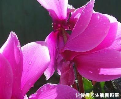 休眠|夏天养花有大学问,这三种花千万管住手,不然最后只剩盆