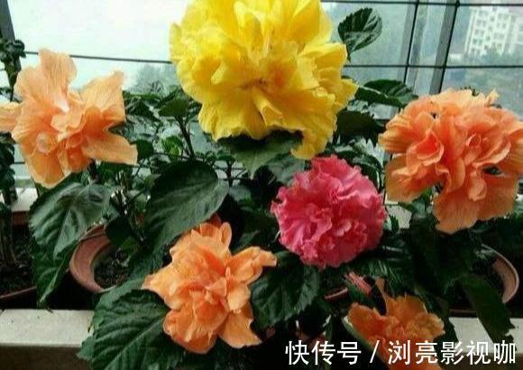 比例|养花施肥“老三样”,掐准时间,看准比例,养一盆爆一盆