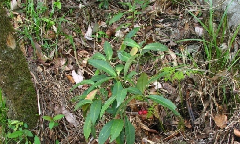 路边遇见这几种小植物，建议及时移栽，个个是好盆景