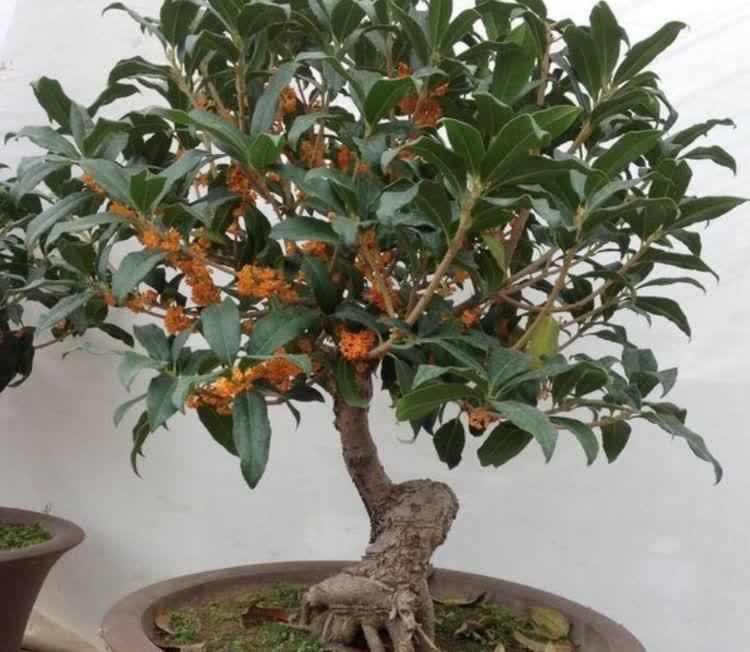 冬天在家养此款花卉,好养不费心,花色柔美,花开四季满园飘香