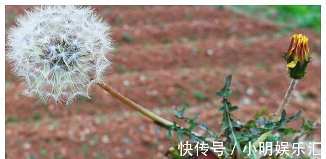 采摘|长在路边的20种杂草可以当作野菜食用,你认识几种?