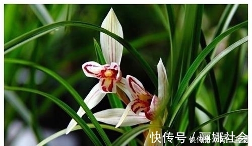 莲瓣兰|兰花的品种有很多，有的很名贵，你见过的有几种？