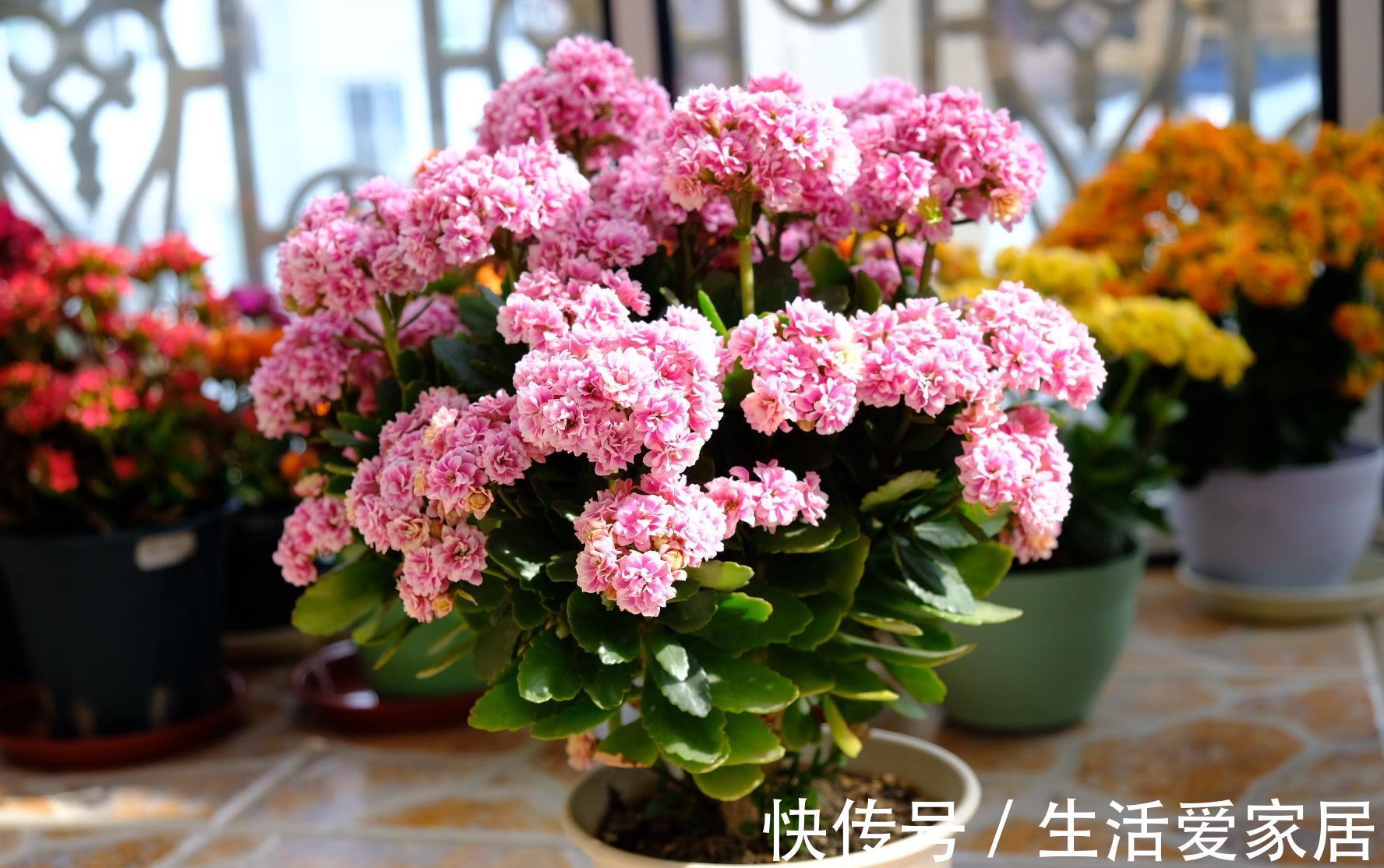 茶花|3种花，进入9月容易“饿”，多晒太阳，施对肥，很快开出碗大的花