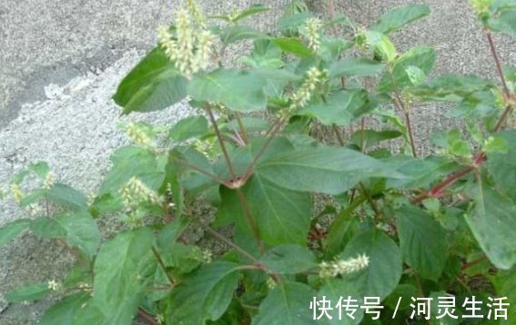 牛膝|这是牛梗,号称根王,常在乡间墙边清理,可曾知其妙