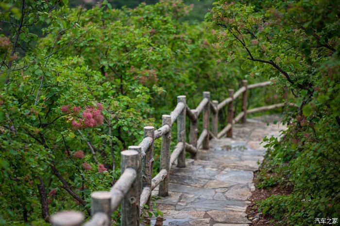 粉红|【郊野行摄】春风拂面，黄栌花开---雨中游京西幽岚山