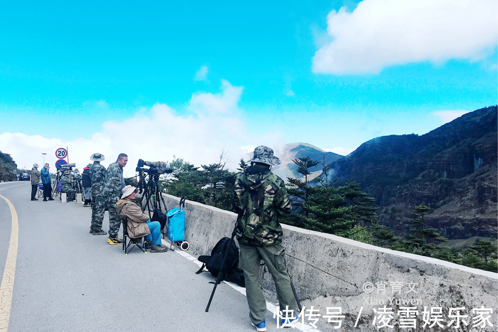 云南|已到山花烂漫时，到云南观鸟，无疑是度过完美夏天的最佳方式