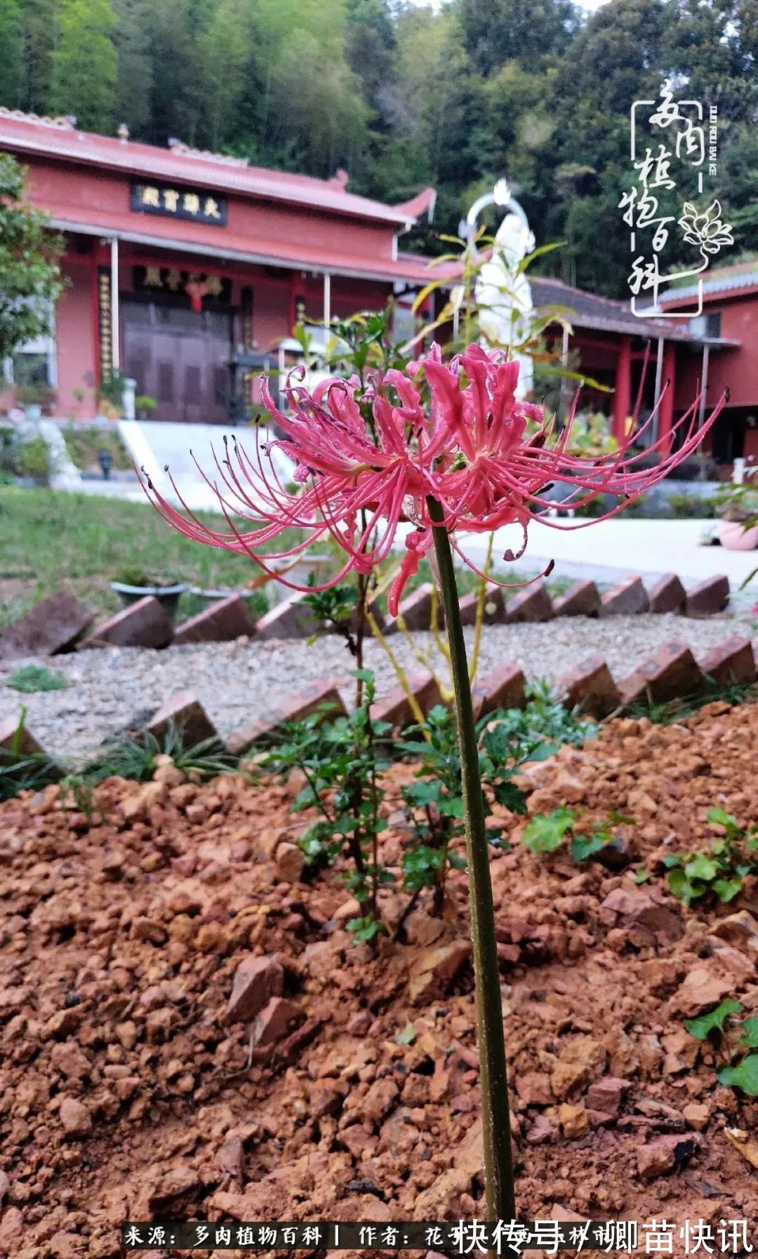 为了爱情来到陌生城市,偶遇多肉,地老天荒的爱恋!