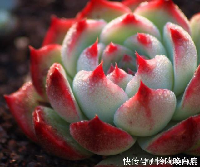 秋天就买这8种多肉,叶片变得红红的,好漂亮