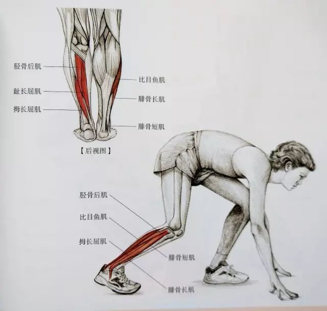 起跑式|居家运动，这套全方位小腿拉伸大法请收好