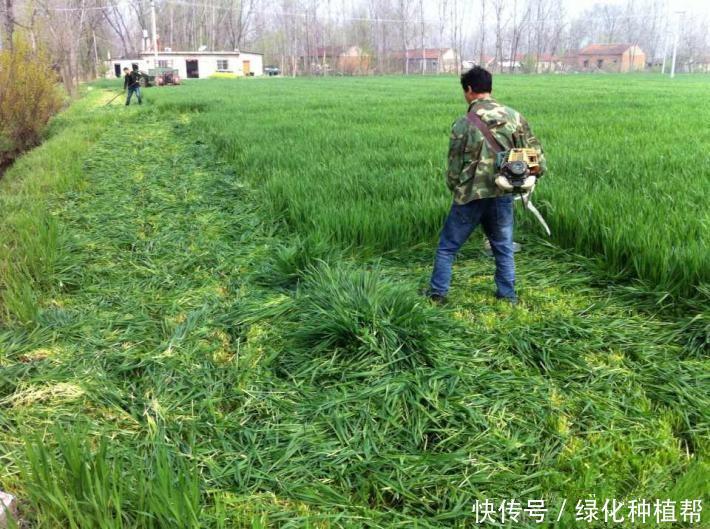 冬牧70,一種耐寒性極強(qiáng)的優(yōu)質(zhì)牧草