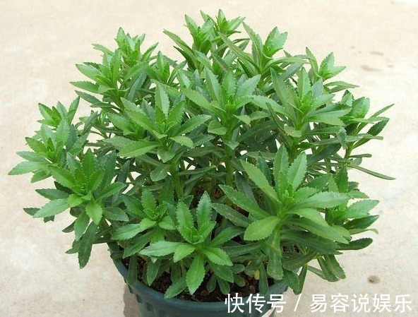 救心菜|家里盆栽一盆这个蔬菜,一年省了买药钱,可以救命的保健蔬菜