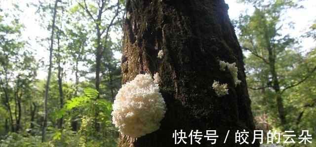 野生|农村中最珍贵的野菜,上百元一斤,能延缓衰老,还可治疗神经衰弱!