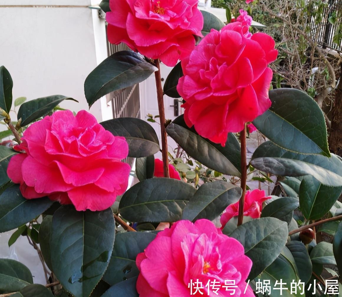 铁线莲|6种“漂亮花”,立秋后快施肥,叶片杠杠厚,花苞挤满盆