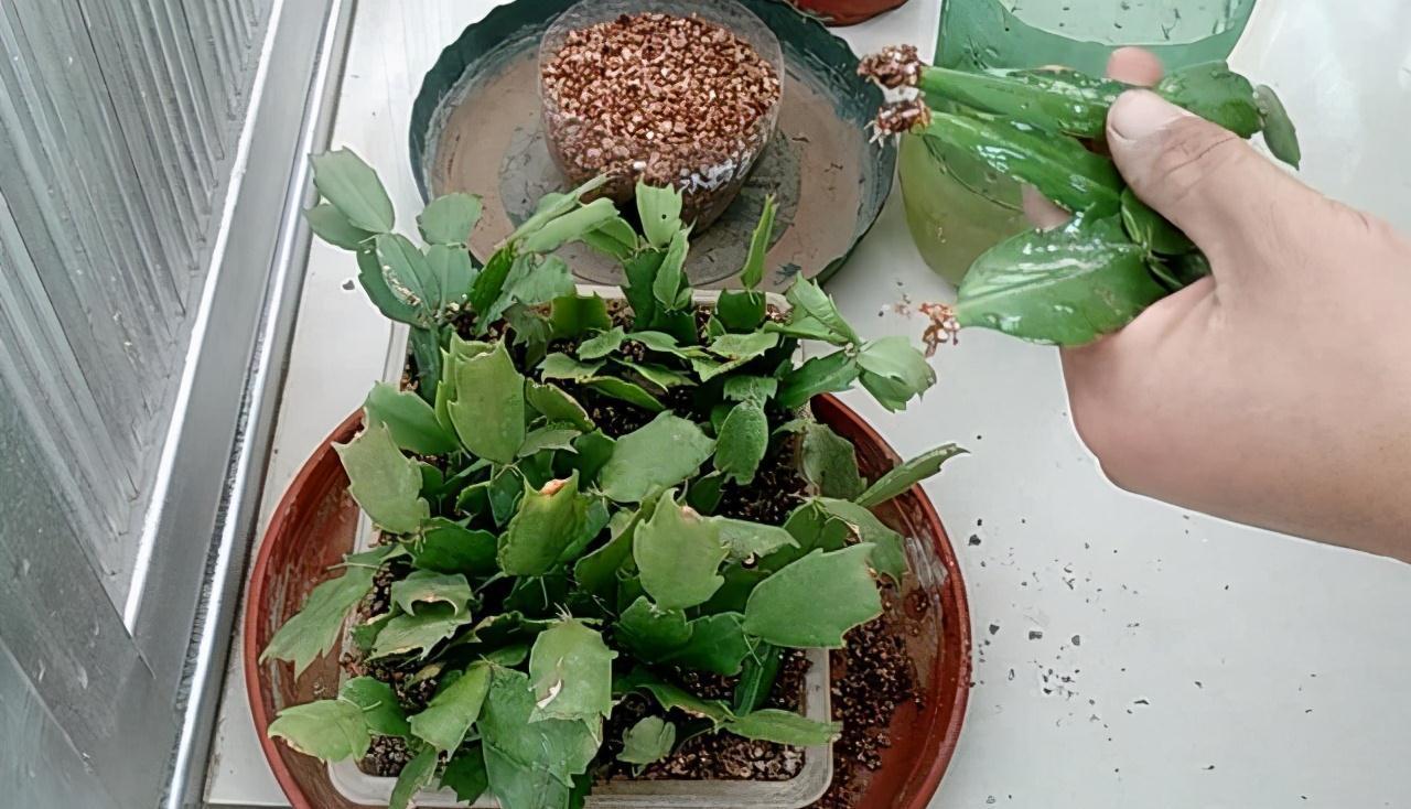 5种“洋气”花,趁着“天冷”快扦插,生根快,开花早,真省钱