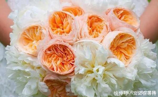 30种经典月季大合集,好看还养眼,看看你喜欢哪个