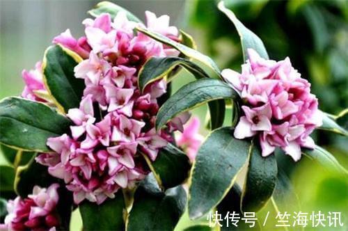 金边瑞香不好养，到了夏天叫“夏必死”，没法安全度夏不好养！