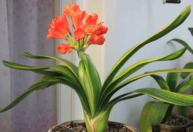 君子兰不开花，却不知道问题在哪老花匠这些地方有讲究