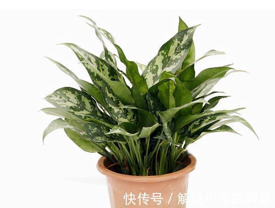 植物|盘点室内十种不喜光植物,一个比一个都好养