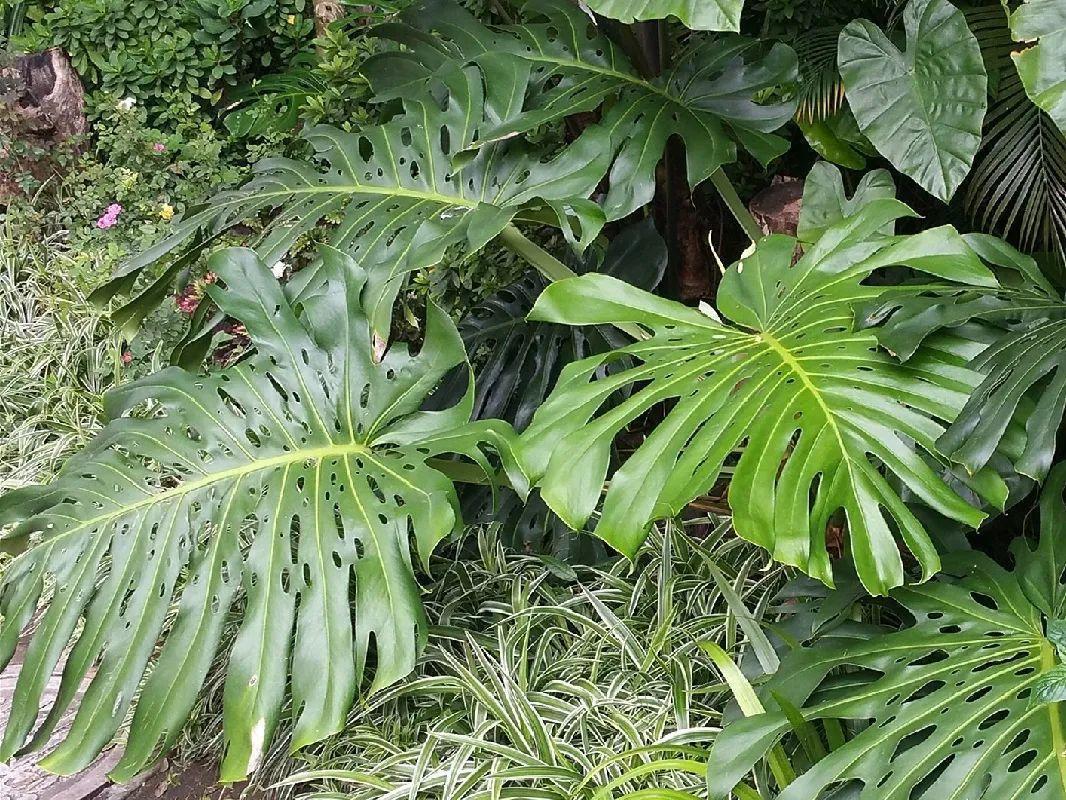 家门口的有毒花，千万别乱碰，有小孩的注意！