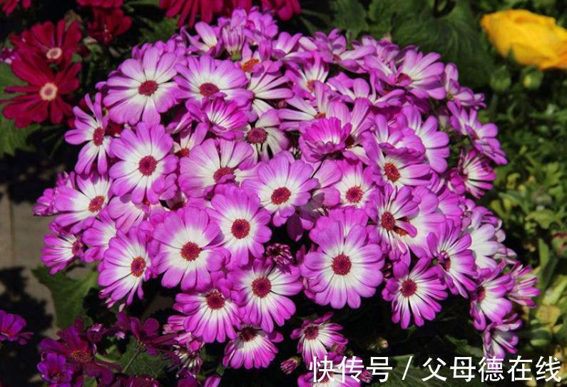 适合冬天的6种盆栽花，皮实好养颜值高，香味清新超迷人