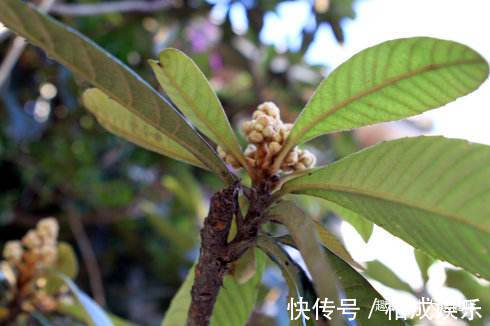 偏方|单方一味,气死名医!10个单味药的小偏方,横扫疾病,值得点赞!