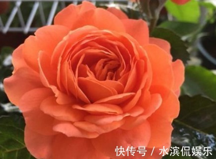 阳台|新手养花，不如养盆花中精品“土星王阳台”，丰腴婀娜，富贵祥瑞