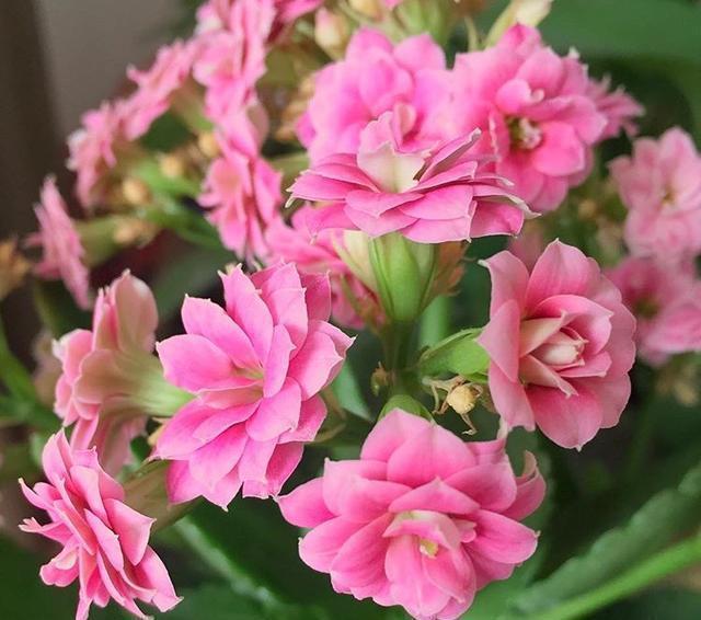 长寿花|入冬以后,君子兰、长寿花来点催花剂,花开多1倍,别忽视