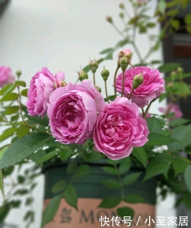 香气|3种有趣的“月季花”,不仅勤花,还带有香气,花开不停