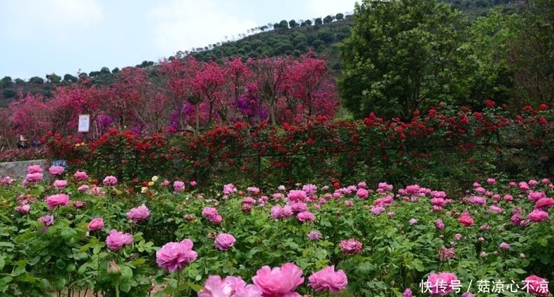 五一节“最”想去的地方，四季如春，山花烂漫的杨梅小镇