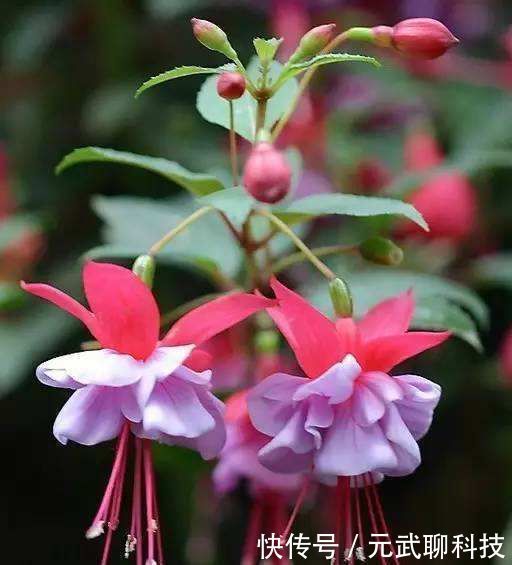 花期|花期超长的10种花,养一盆全年都有花看