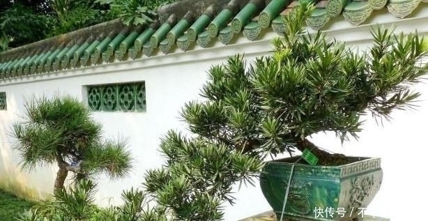 花友们|养这“昂贵盆景”不花钱，折1根枝“插”土里，15天生根，长势猛