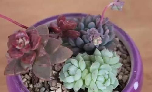 家庭养花：如何做好土壤结块的“防”和“治”？