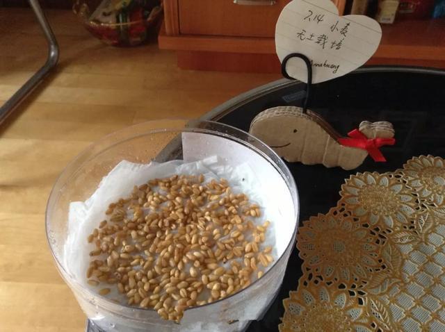 丢一把种子到水里,7天冒出小森林,越热越长个!绿植盆栽不用买