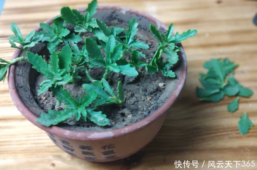 5月养长寿花，做好2件事，12月枝头满花苞，2年变老桩