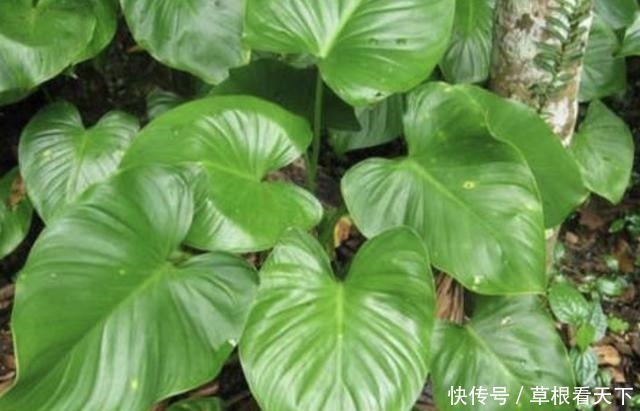 在路旁,有1种“千年健”叶片大,比车前草奇特,更是珍贵、值钱