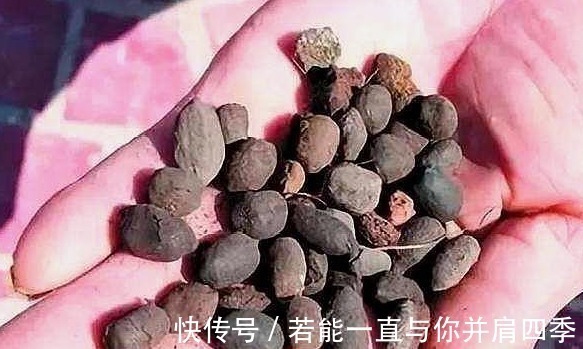 羊粪蛋|养三角梅,1把“黑球”撒土里,枝条一下“窜2米”,开花1000朵!