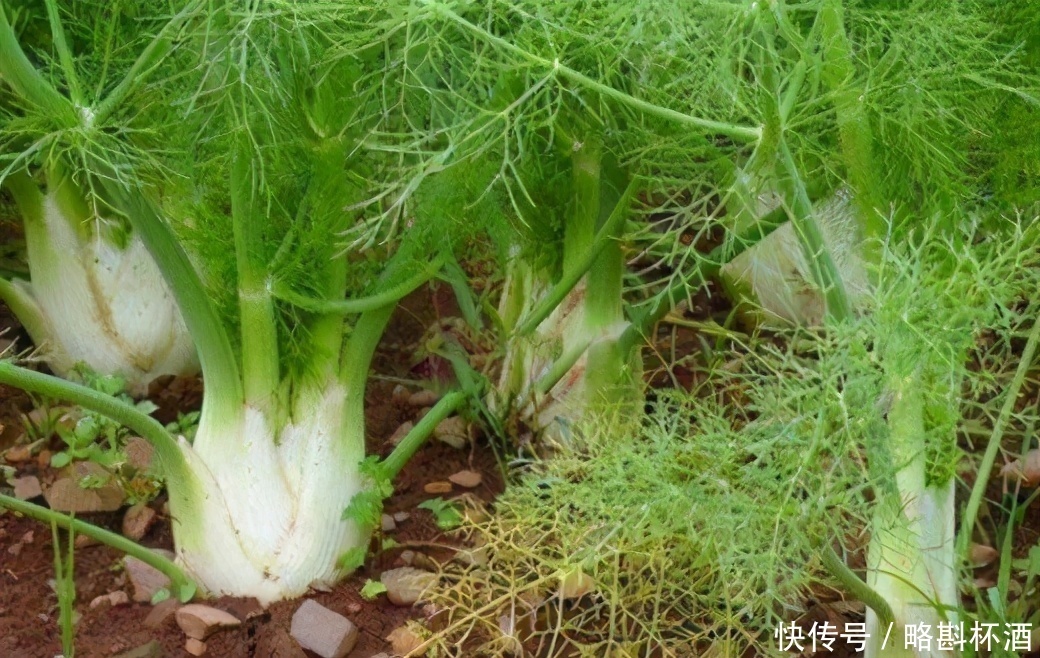 女性可常吃的3种食物,排毒养颜、延缓衰老,早吃早健康