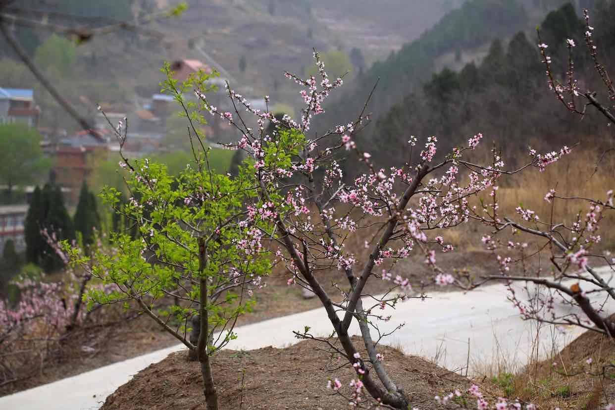 济南青龙峪桃花漫山遍野，邂逅最美人间四月天