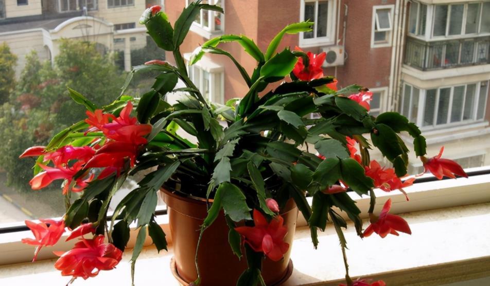 养花|不养花还可以种菜,栽1盆菊苣,既能观赏又能食用,好处多多