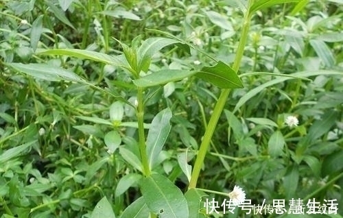 河沟|河沟和小溪边，生长着一种“水花生”，看似不起眼，价值高