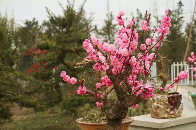 赏玩盆景能修身养性