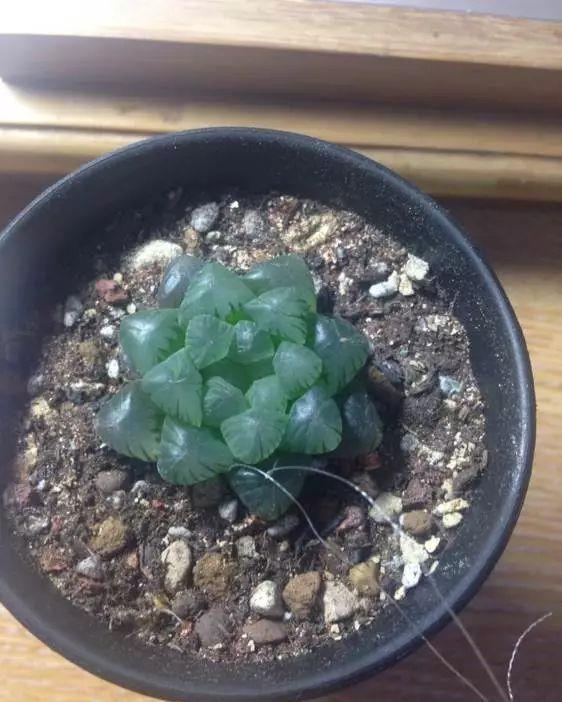 玉露徒长成“筷子”,找根线一拉,制服徒长不成问题!