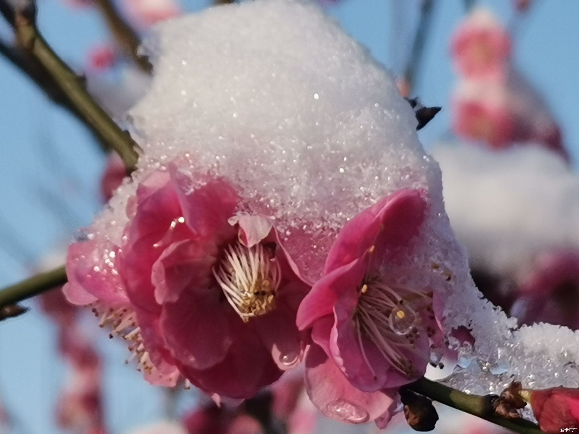 老年|【爱卡踏青季】踏雪寻梅