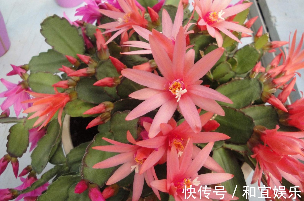 真昙花一次开一两朵,假昙花却能开100朵,怪不得都去抢这假货!