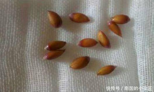 土壤|橘子是养花人的宝贝,种子变盆栽,橘子皮酿花肥