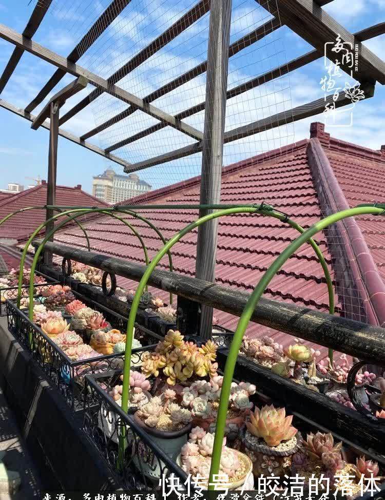 阳光露台多肉,天时地利人和!美肉知时节,当春乃发生!