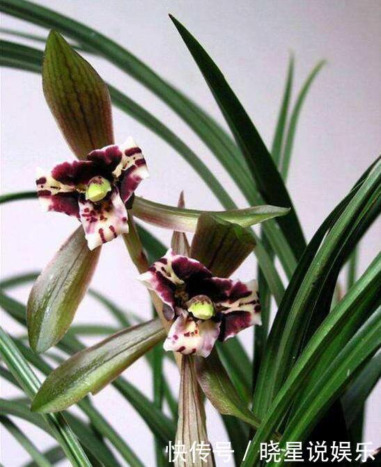 墨兰得根腐病还有救吗教你2个挽救小妙招，让墨兰“起死回生”